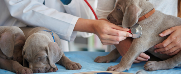 Veterinarian using a stethoscope to examine a small puppy on a clinic table while another puppy rests nearby. The scene represents routine veterinary care and the type of medical visits covered by MetLife Pet Insurance.