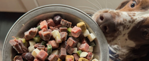 Dog eagerly looking at a bowl of Maev dog food with mixed meat and vegetable pieces