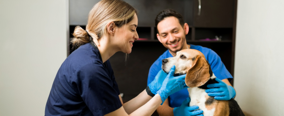 Smiling veterinarian in navy scrubs gently examines a beagle during a checkup while a colleague in blue scrubs supports the dog from behind. Both wear blue gloves as they carefully hold the dogs face and neck, showing attentive and compassionate care. The scene highlights the value of Embrace pet insurance in supporting routine veterinary visits and protecting a dogs health.