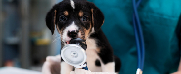 Close up of a small black and tan puppy licking a stethoscope during a veterinary exam while a clinician in green scrubs holds it gently. The puppy looks directly at the camera with wide eyes, capturing a playful yet caring moment in the clinic. The image highlights how Lemonade pet insurance helps cover vet visits and supports a young dog’s health from the start.