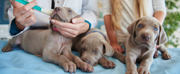 Three gray puppies rest on a veterinary exam table while a veterinarian gently feeds one puppy with a syringe during a checkup. One puppy sleeps peacefully and another looks toward the camera as a person stands nearby, showing attentive care in a clinical setting. The image highlights how Odie pet insurance can help cover early veterinary visits and support a healthy start for growing puppies.