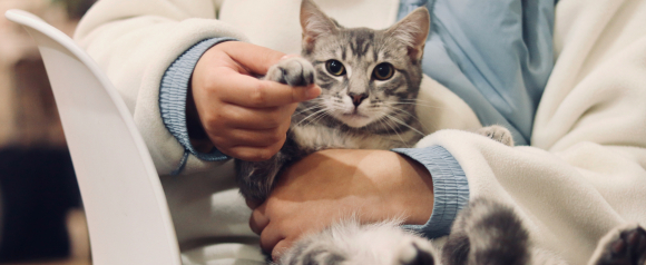 Gray tabby kitten with wide eyes rests in a person’s arms while gently reaching out a paw, creating a warm and playful moment. The close up highlights the bond between pet and owner, reflecting the care and protection that pet insurance from Pets Best can provide.