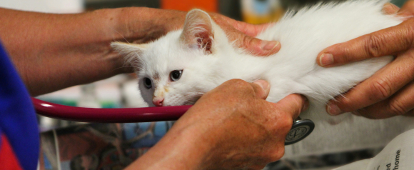 White kitten being examined by a veterinarian using a stethoscope while gentle hands support its body during a checkup. The close up highlights preventive care and the value of ASPCA pet insurance in helping cover routine and unexpected veterinary visits.