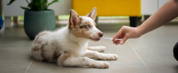 Small Australian Shepherd puppy with blue eyes lies on a tiled floor while a person gently gives liquid medication with a syringe. The at home care moment highlights responsible pet ownership and the support Figo pet insurance can provide for unexpected health needs.