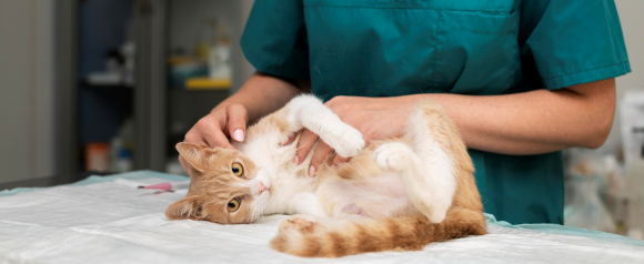 Orange and white cat lies on its back on a veterinary exam table while a clinician in green scrubs gently examines its abdomen. The image reflects a routine checkup and highlights how pet insurance from Healthy Paws can help cover unexpected veterinary care and support a cat’s ongoing health.