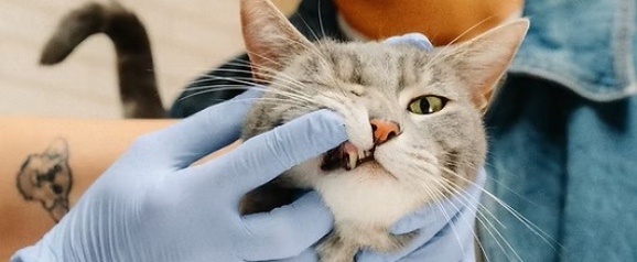 Close up of a gray tabby cat having its teeth examined by a veterinarian wearing blue gloves during a routine checkup. The vet gently lifts the cats lip to inspect its teeth and gums, highlighting preventative care covered by Pumpkin pet insurance. The image emphasizes responsible pet ownership and the value of protecting your pets health.