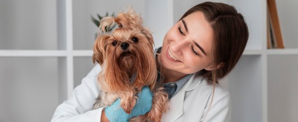 Smiling veterinarian in a white coat gently holds a small Yorkshire Terrier during a checkup in a bright exam room. The dog’s long silky fur is neatly groomed as the vet supports it with blue gloves, showing attentive and compassionate care. The image highlights how Chewy Pet Insurance helps cover veterinary visits and supports your dog’s ongoing health.