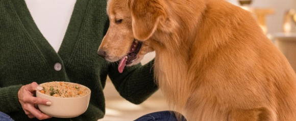 Golden retriever sniffing a bowl of Just Food For Dogs fresh cooked meal held by owner