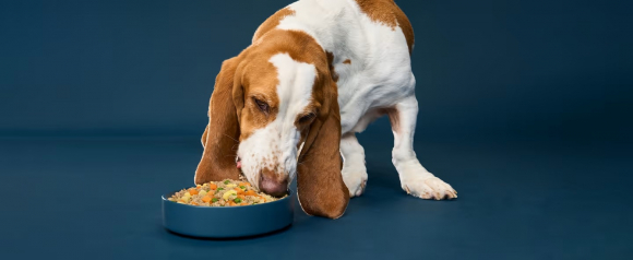 Basset hound eating fresh Nom Nom dog food from a bowl