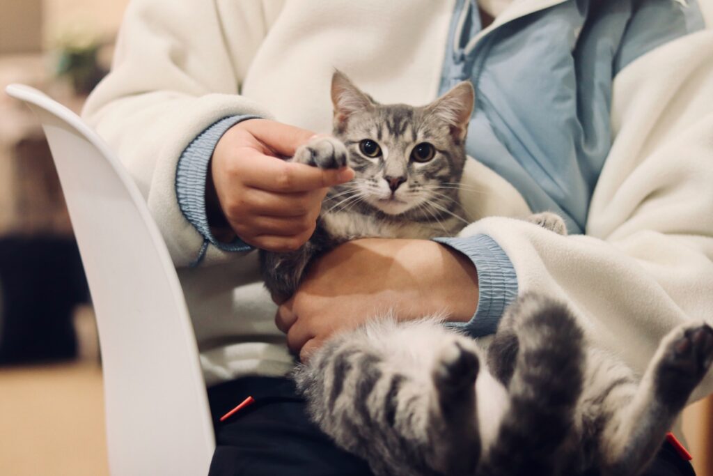 Person holding a tabby kitten on their lap, representing the growing need for pet insurance as a standard employee benefit