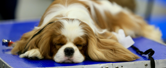 Cavalier King Charles Spaniel lying calmly on a veterinary exam table during a clinic visit. The scene represents routine veterinary care and treatment costs that can be covered by Prudent Pet pet insurance.