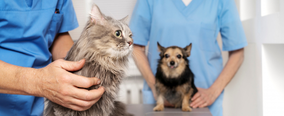 Veterinarians examining a cat and a small dog at a clinic, covered by Fetch pet insurance