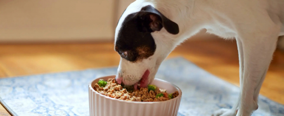 Small dog eating a bowl of fresh dog food with visible vegetables and protein, representing healthy, human-grade meals from PetPlate pet food.