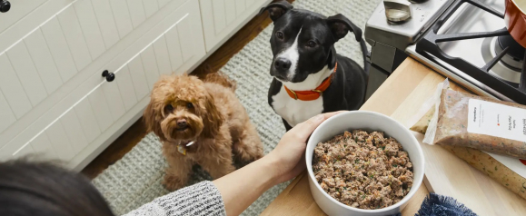 Two dogs sitting in a kitchen while a person holds a bowl of fresh dog food made with real ingredients, representing The Farmer's Dog fresh pet food service.