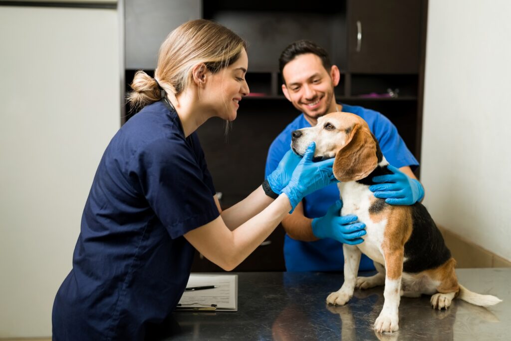 Two veterinarians in blue scrubs examining a beagle dog on a clinic table, illustrating the type of vet care pet insurance covers