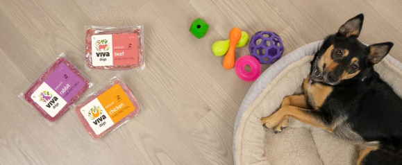 Dog resting on a pet bed beside Viva Raw ground beef, rabbit, and chicken raw dog food packages