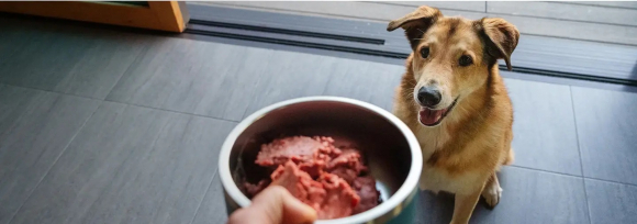 Owner serving a bowl of We Feed Raw fresh dog food to a happy golden dog